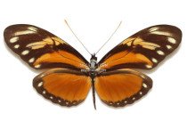 HELICONIUS HECALESIA OCTAVIA